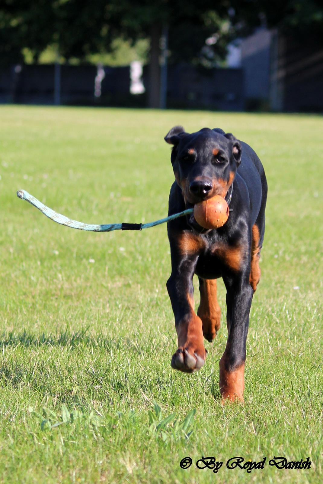 Dobermann Destiny´s Phoenix Invisible Touch aka Viper billede 14