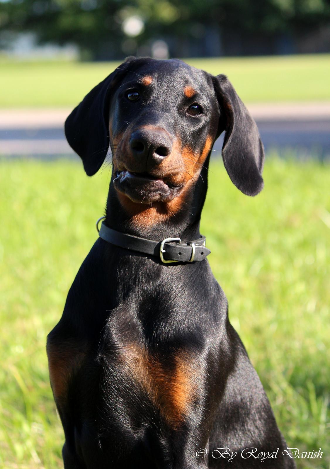 Dobermann Destiny´s Phoenix Invisible Touch aka Viper billede 11