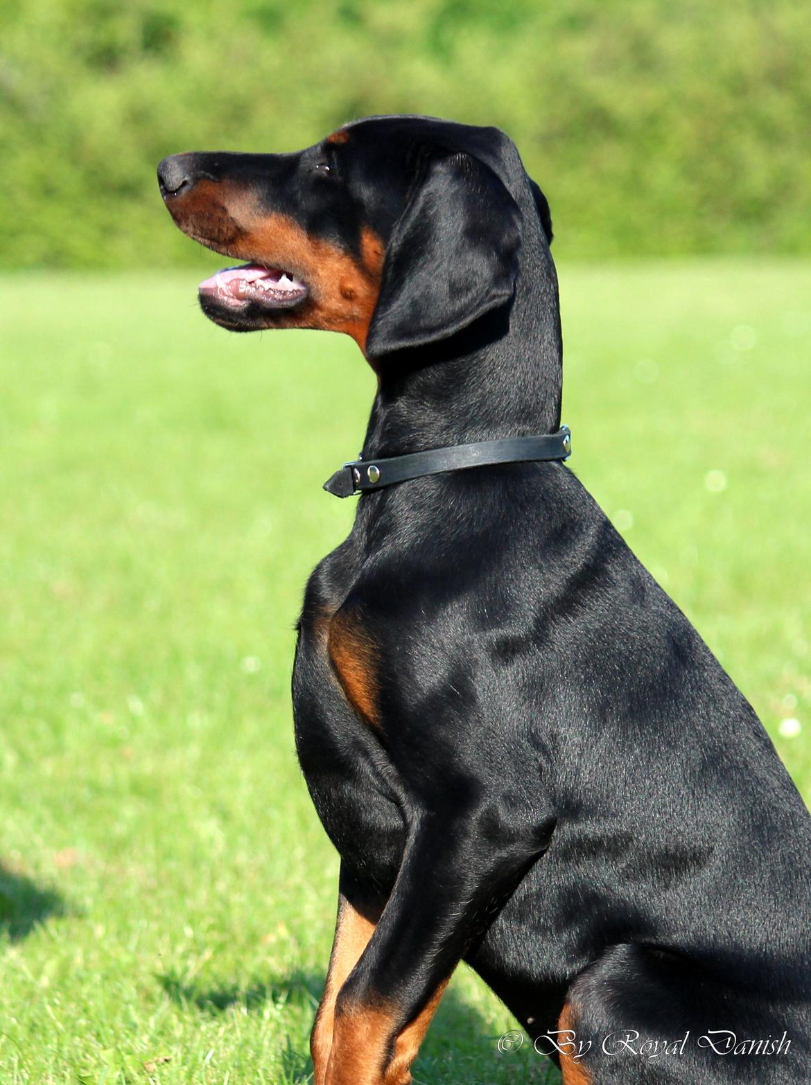 Dobermann Destiny´s Phoenix Invisible Touch aka Viper billede 21
