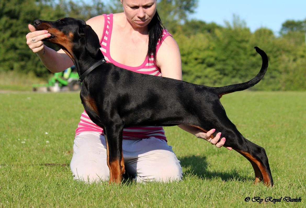 Dobermann Destiny´s Phoenix Invisible Touch aka Viper billede 23