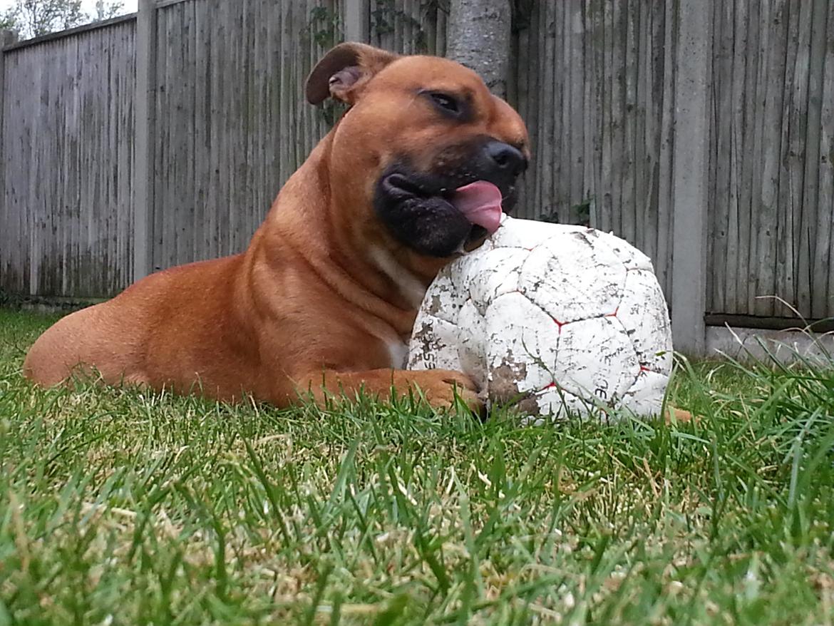 Staffordshire bull terrier Cooper - Mums den smager godt billede 46