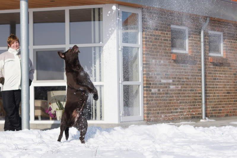 Labrador retriever Salsa billede 3