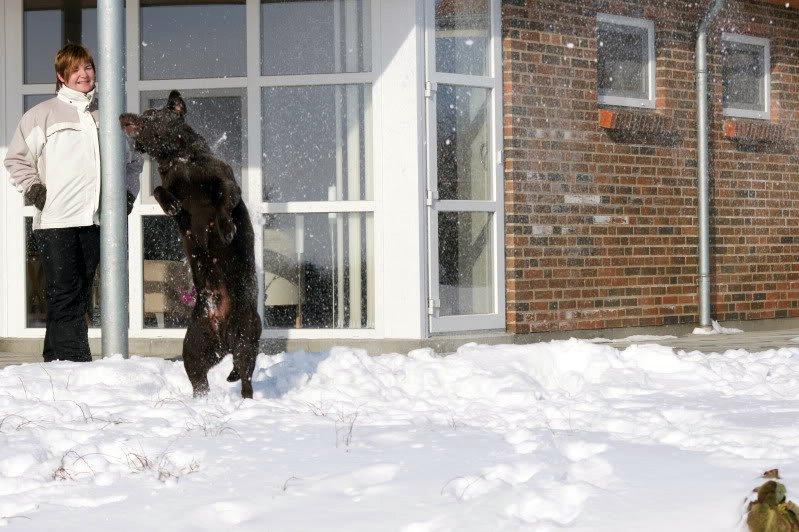 Labrador retriever Salsa billede 4