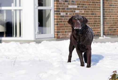 Labrador retriever Salsa billede 5