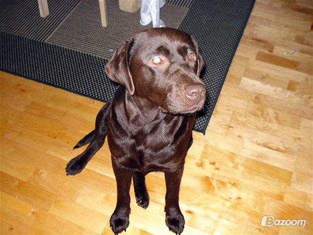 Labrador retriever Salsa billede 6