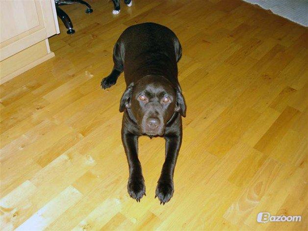 Labrador retriever Salsa billede 7