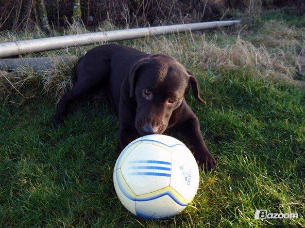 Labrador retriever Salsa billede 8