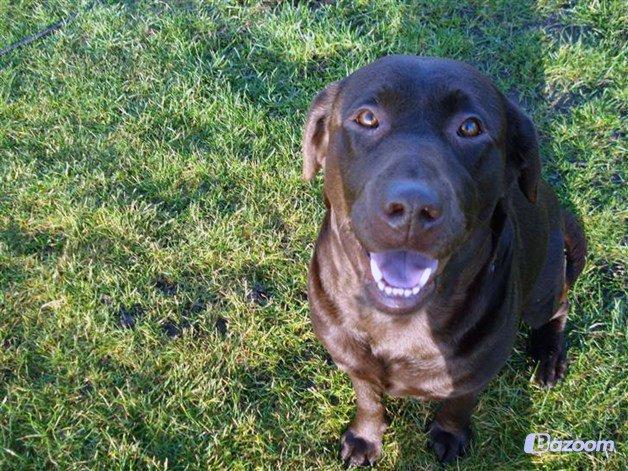 Labrador retriever Salsa billede 2