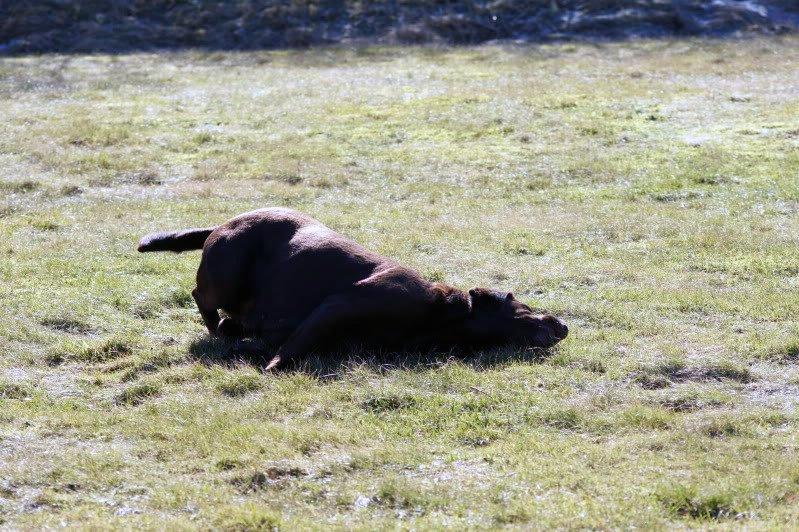 Labrador retriever Salsa billede 9