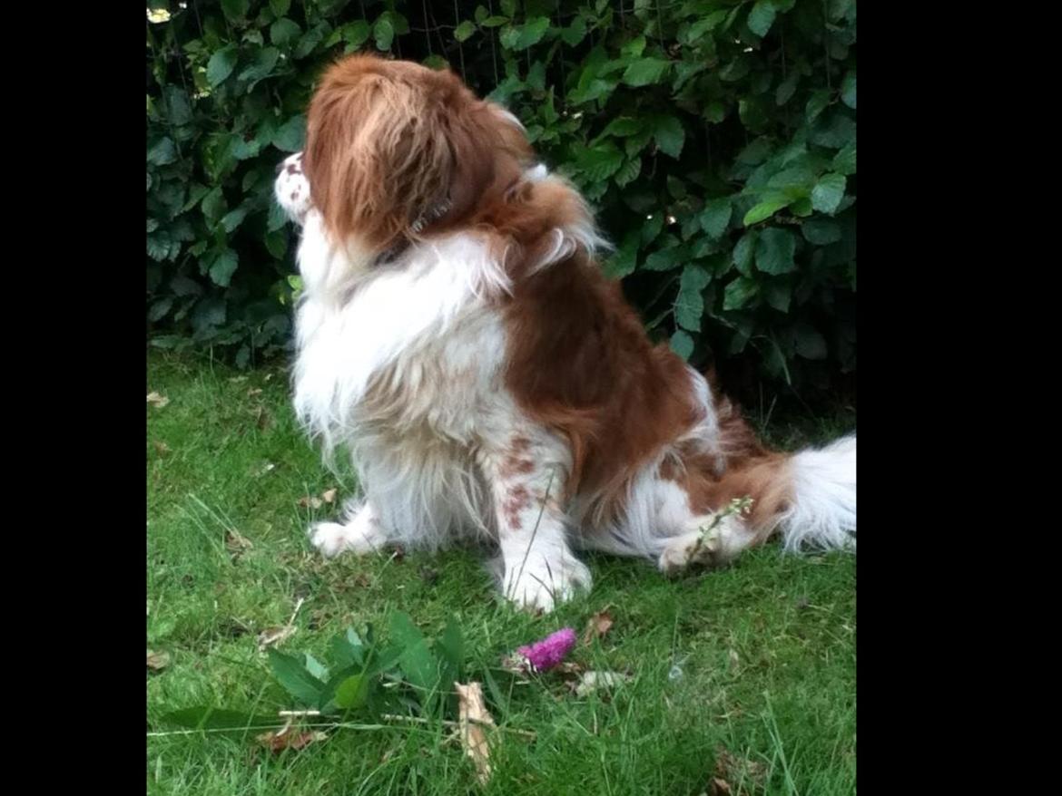 Blanding af racer Charlie billede 13