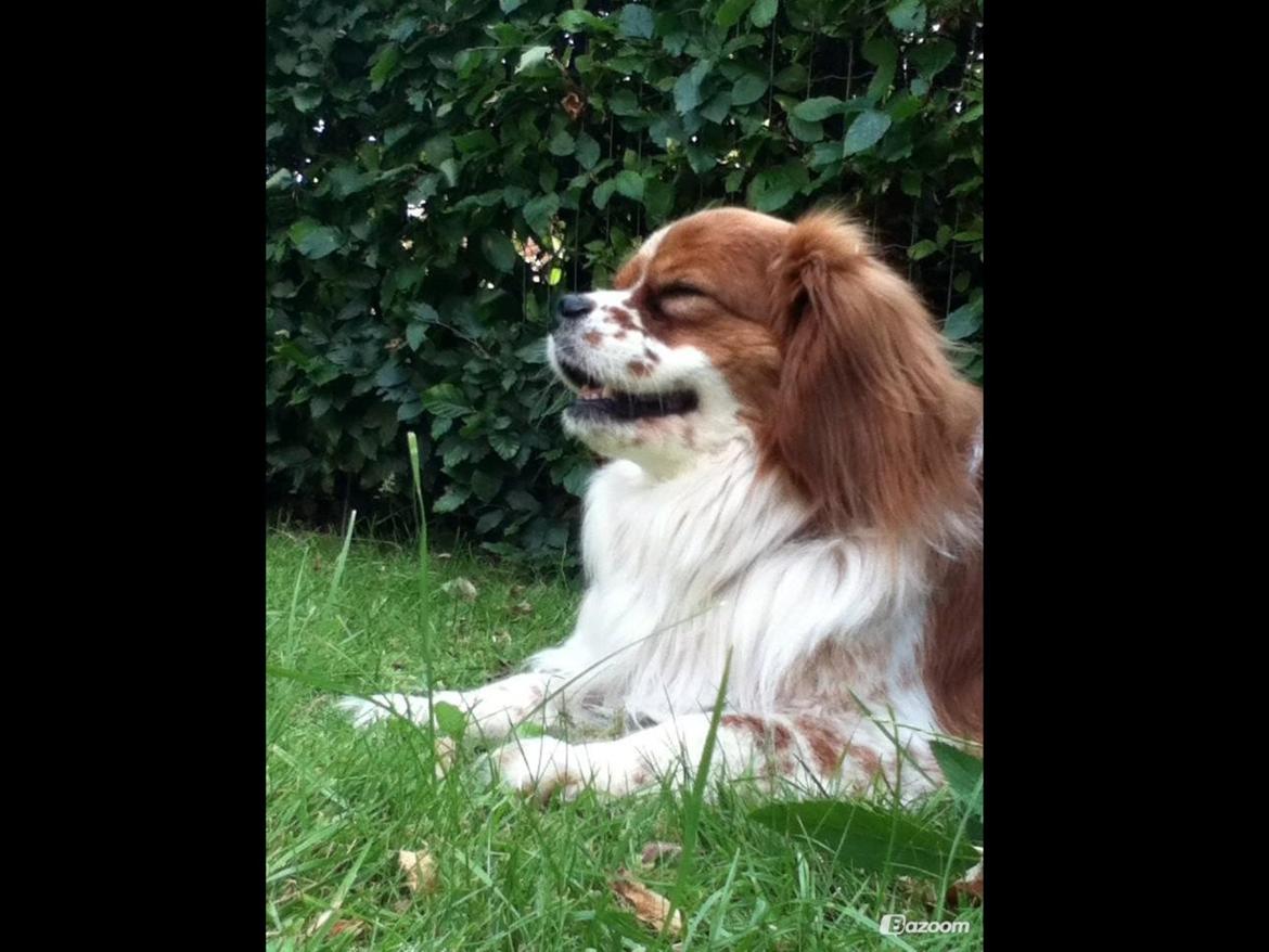 Blanding af racer Charlie billede 15