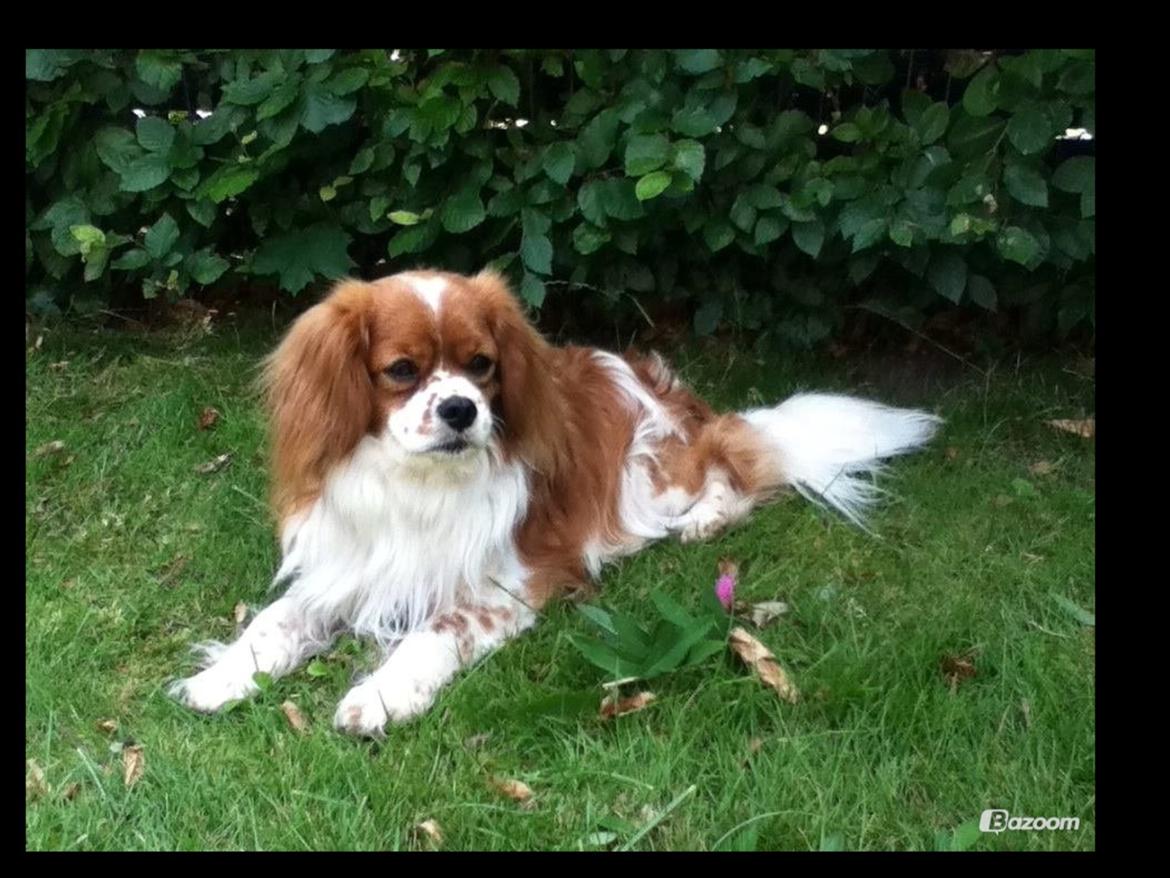 Blanding af racer Charlie billede 14