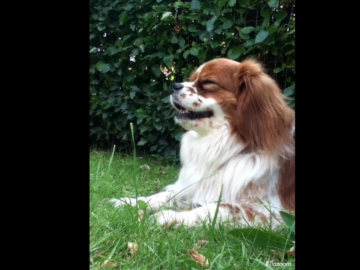 Blanding af racer Charlie billede 16