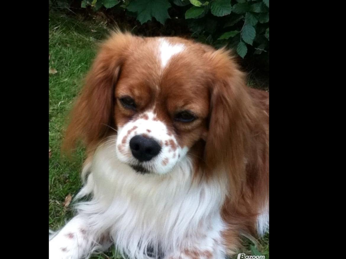 Blanding af racer Charlie billede 17