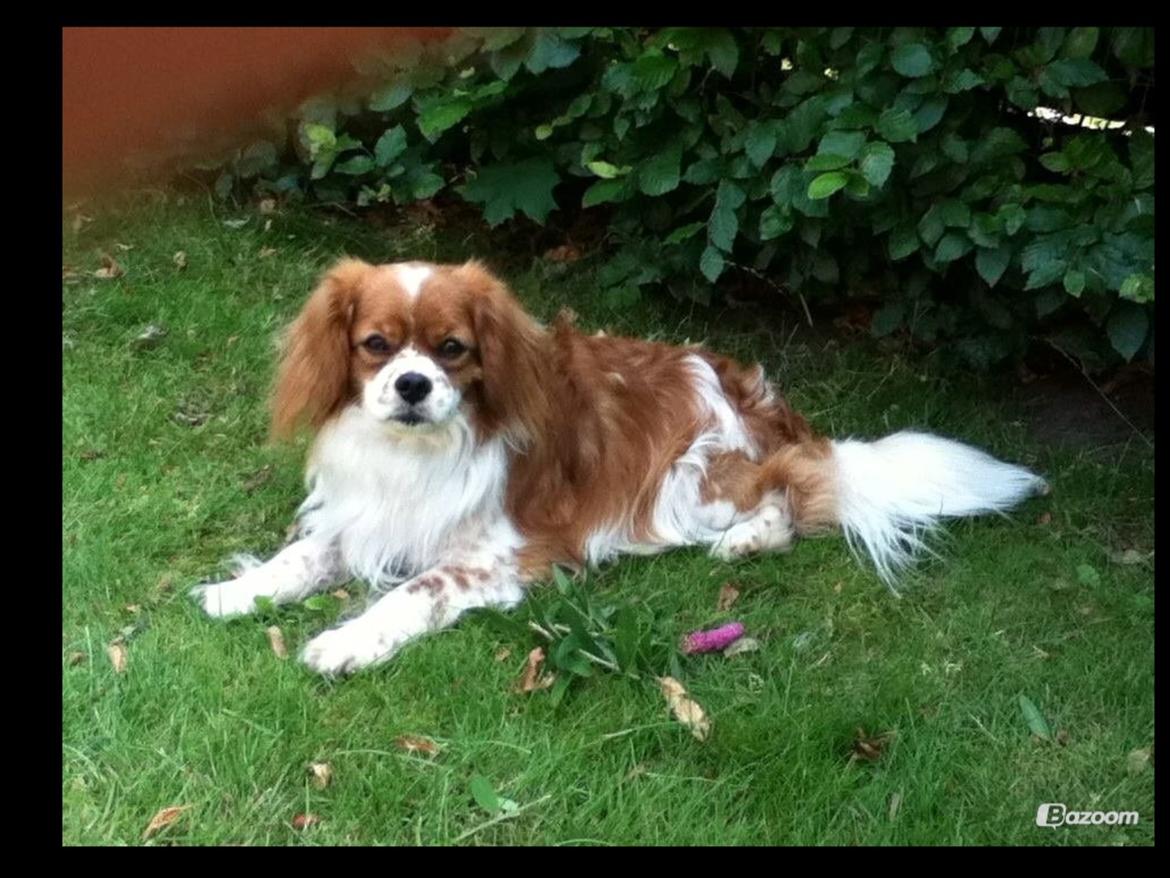 Blanding af racer Charlie billede 18