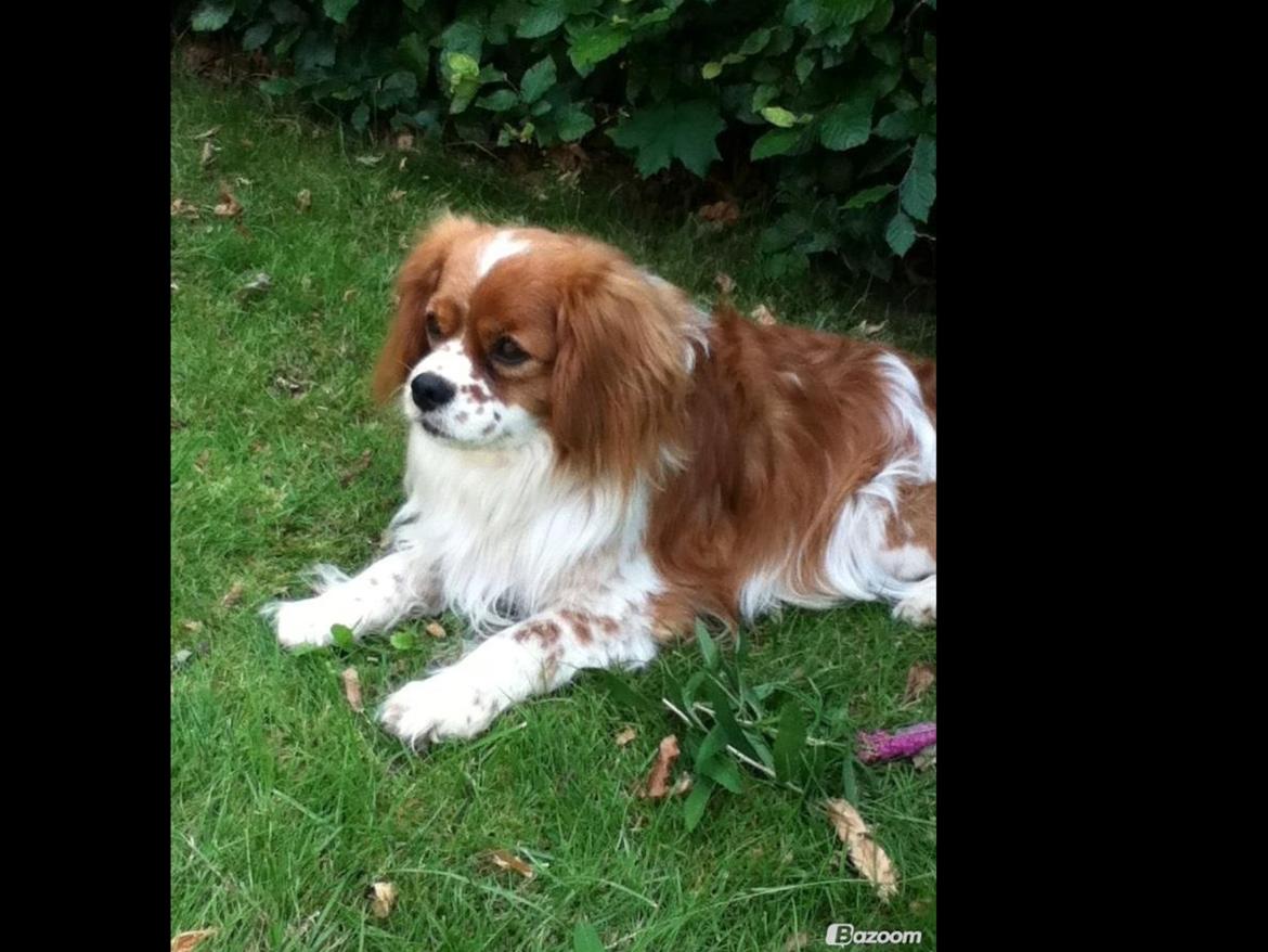 Blanding af racer Charlie billede 19