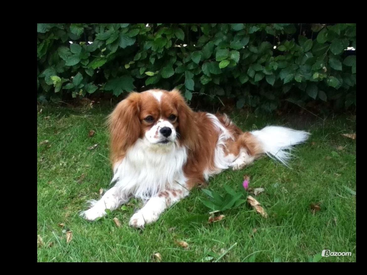 Blanding af racer Charlie billede 20