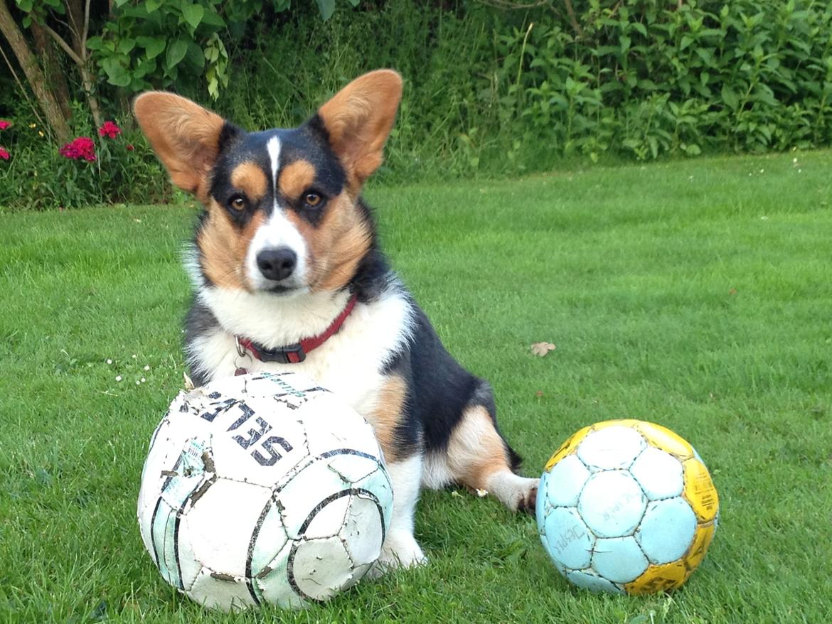 Welsh corgi cardigan Nelly billede 1
