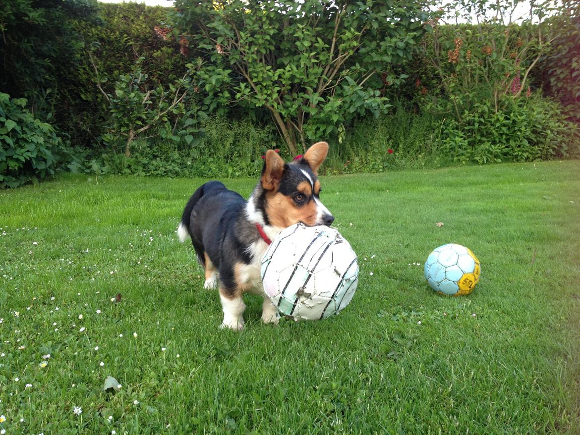 Welsh corgi cardigan Nelly billede 8