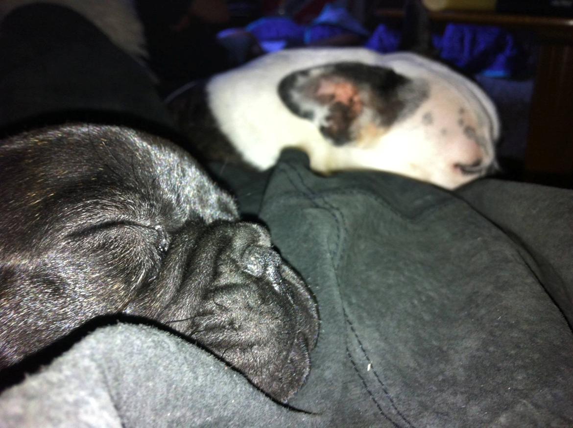 Fransk bulldog *Babette* - Baby og Mimi er trætte efter en lang dag i haven:) billede 12