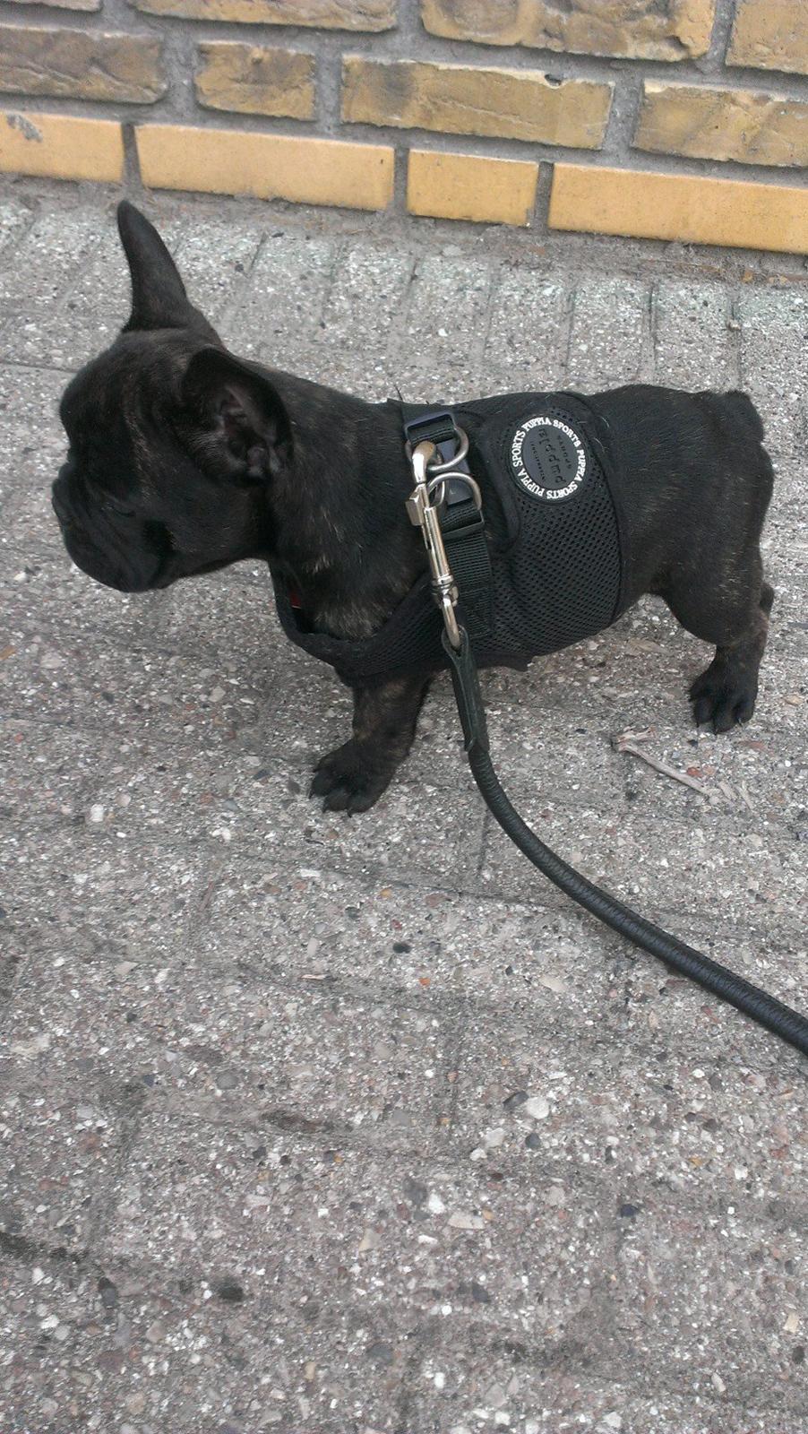 Fransk bulldog *Babette* - Så var vi ude på vores 1. ståtur :) billede 24