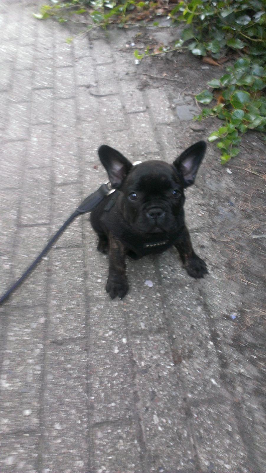 Fransk bulldog *Babette* - Pyh, det er hårdt at være ude på sin første tur...må lige hvile mig lidt og suge indtryk til mig. billede 25