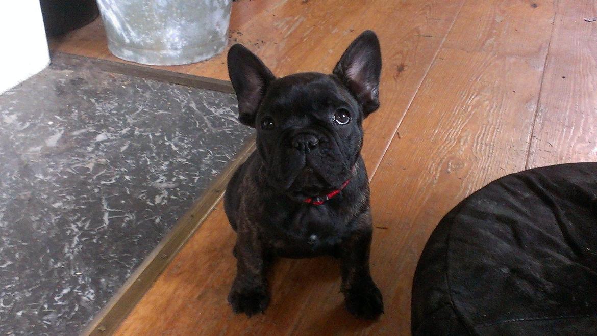 Fransk bulldog *Babette* - Smukke Babette :* billede 11
