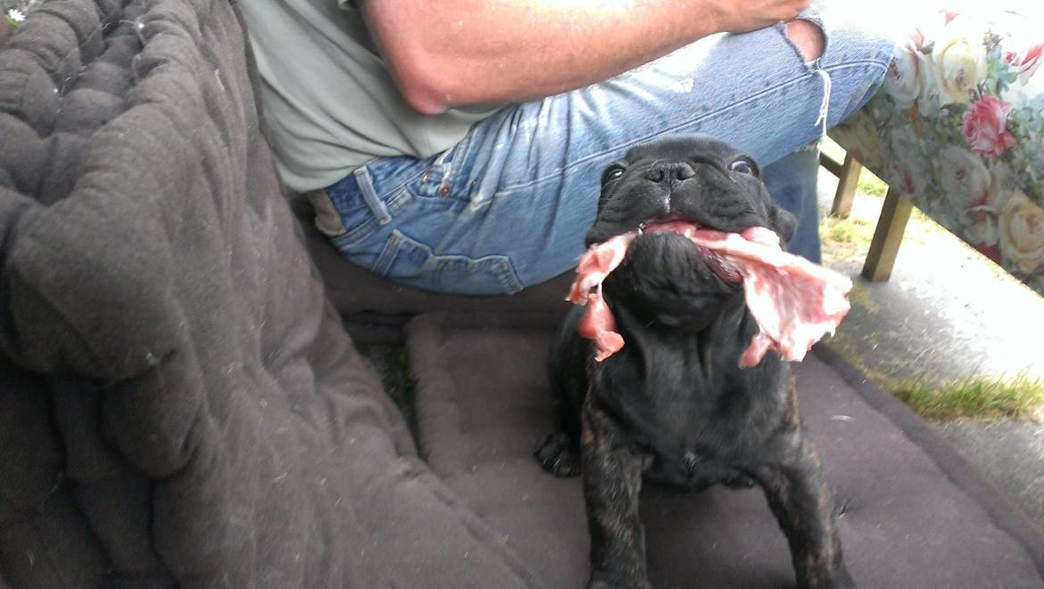 Fransk bulldog *Babette* - Niumniumnium, mit første helt eget kødben :D billede 13