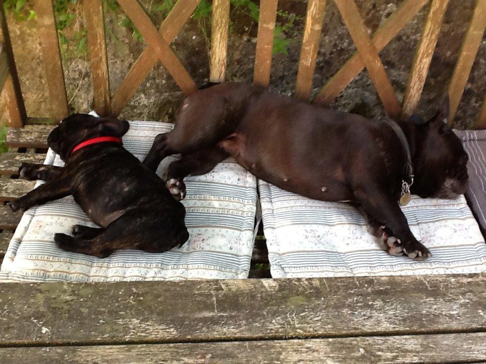 Fransk bulldog *Babette* - Hygger med Lulu i haven. billede 14