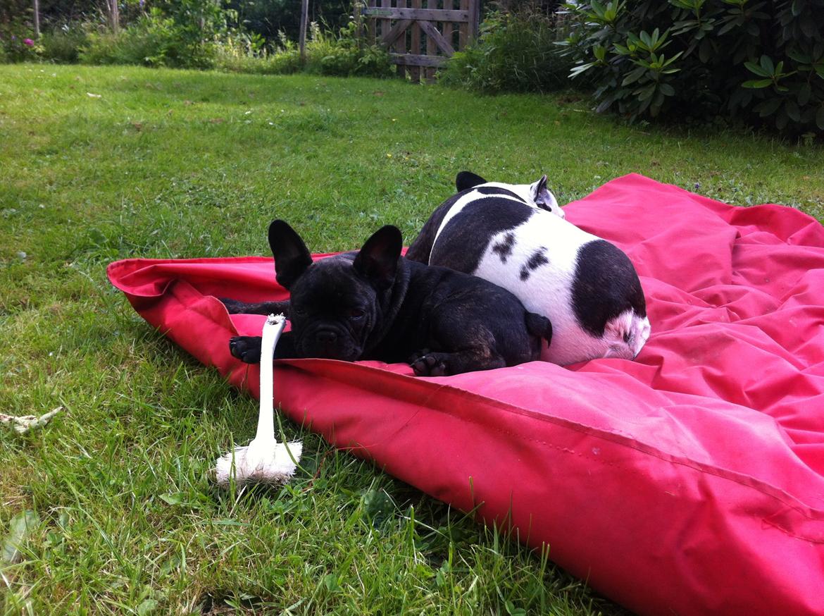 Fransk bulldog *Babette* - Babette hygger med Mimi og hendes elskede opvaskebørste :D billede 21