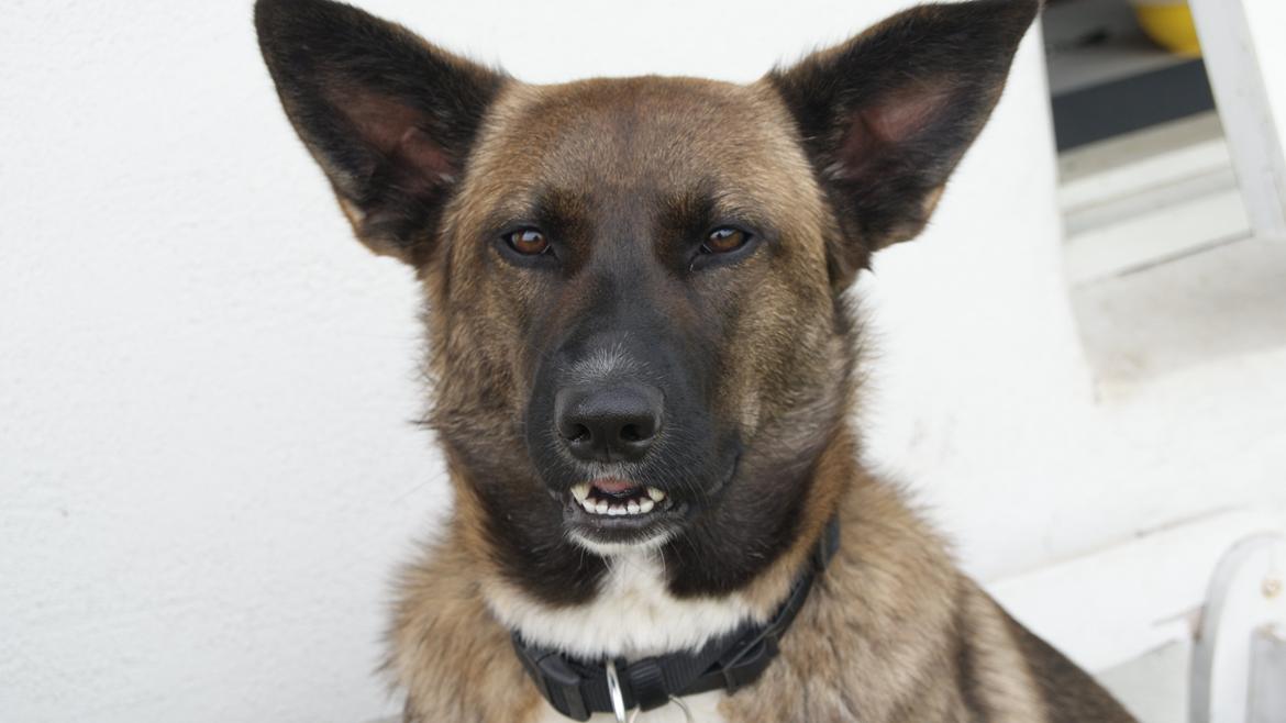 Blanding af racer Malou "Mulle" billede 11