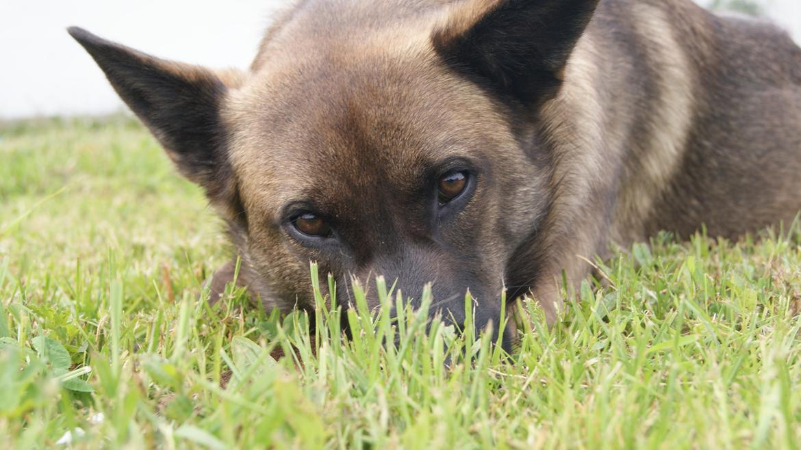 Blanding af racer Malou "Mulle" billede 20