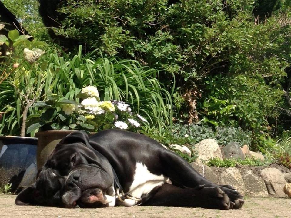 Olde victorian bulldogge Virup´s Gates (aka Bøf) billede 20