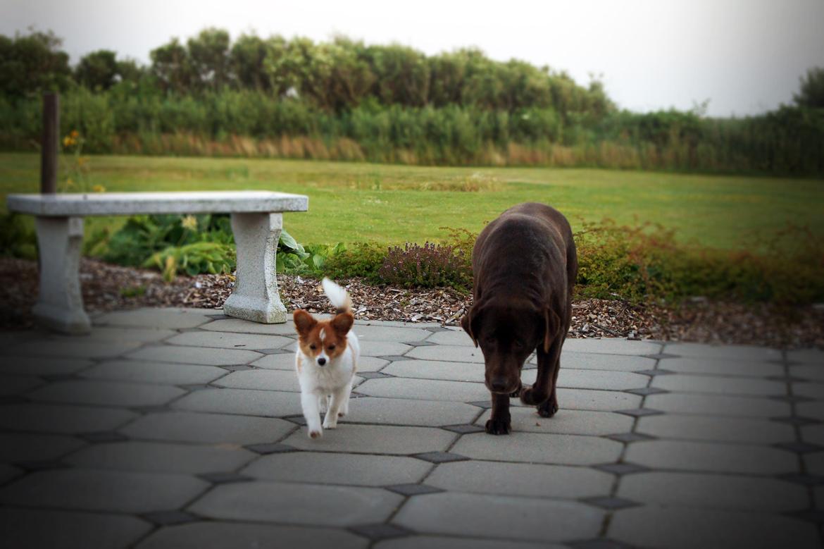 Labrador retriever Salsa billede 10