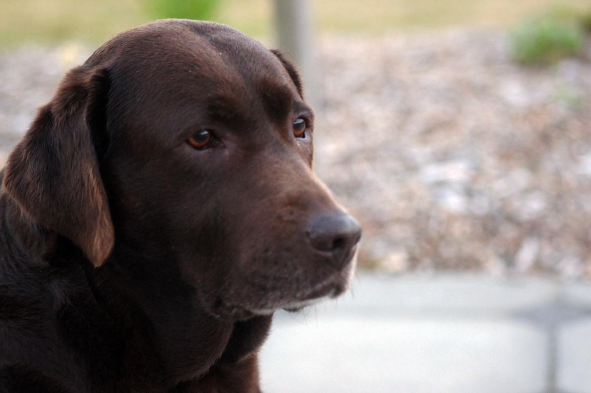 Labrador retriever Salsa billede 11