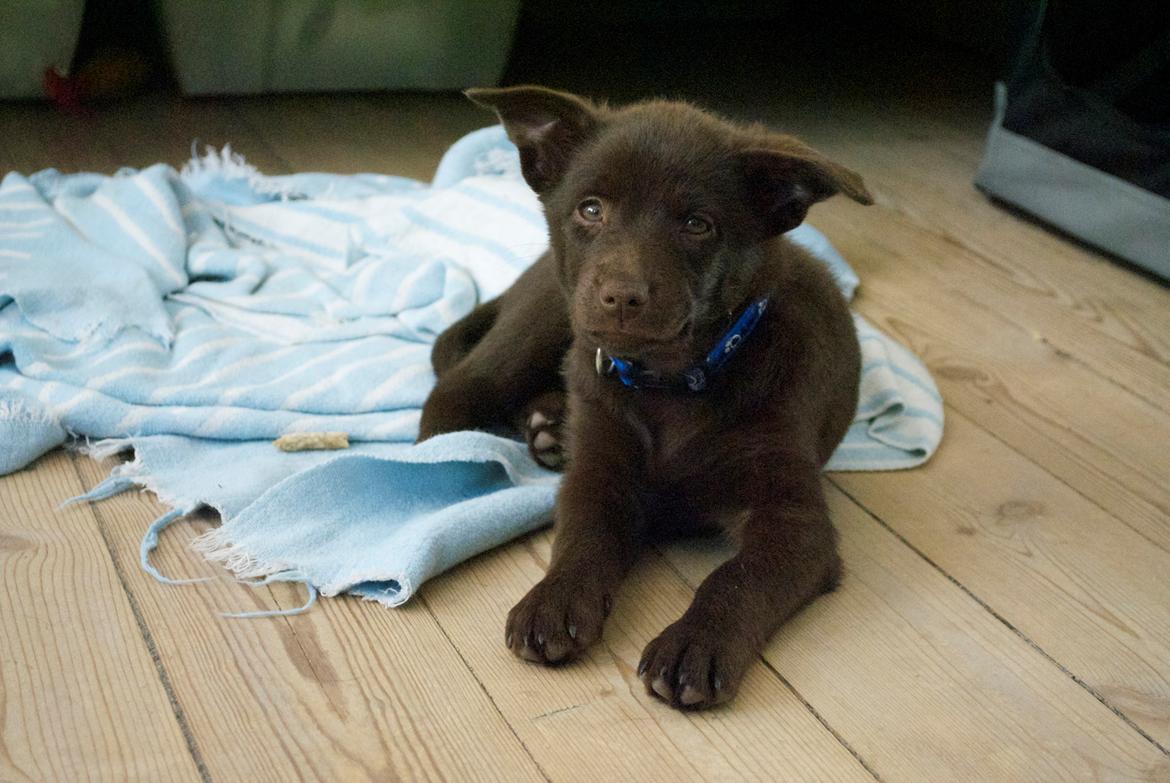 Australsk kelpie Tarrawangas Bingo (Dingo) - 8 uger gammel billede 8