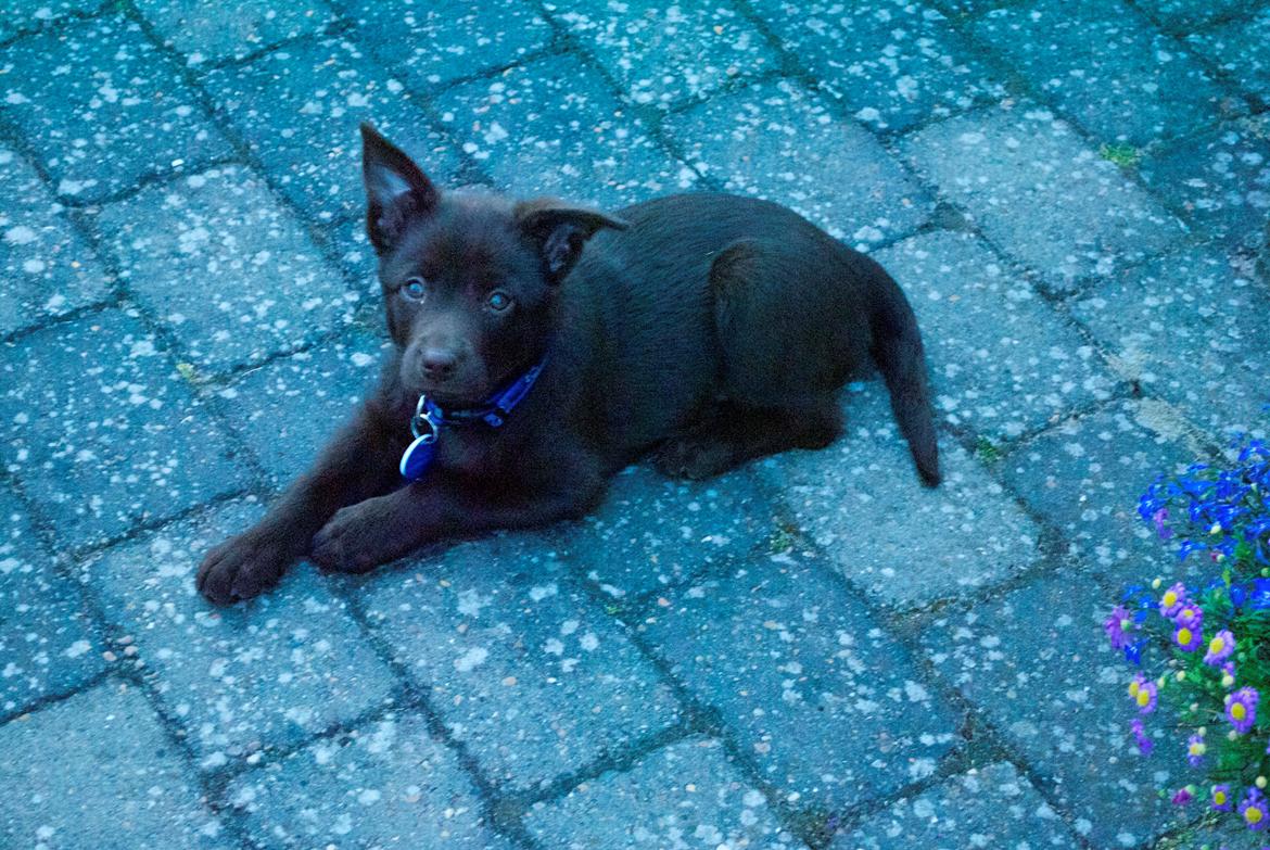 Australsk kelpie Tarrawangas Bingo (Dingo) - 9 uger gammel billede 9