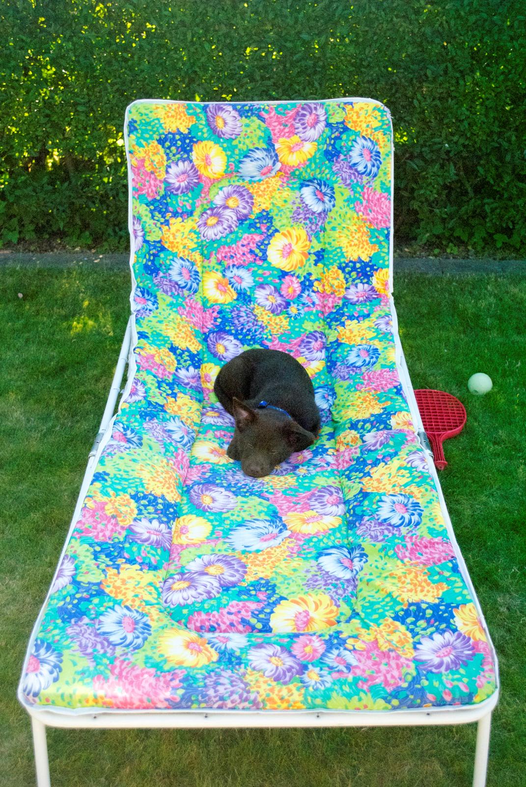 Australsk kelpie Tarrawangas Bingo (Dingo) - 9 uger gammel i sin helt egen drømmeseng. billede 10