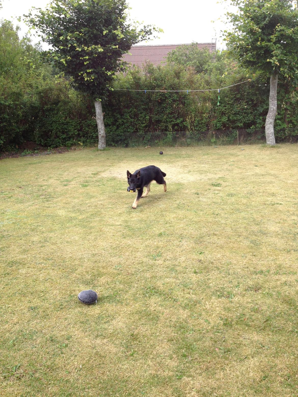 Schæferhund Abardi Ocean billede 2