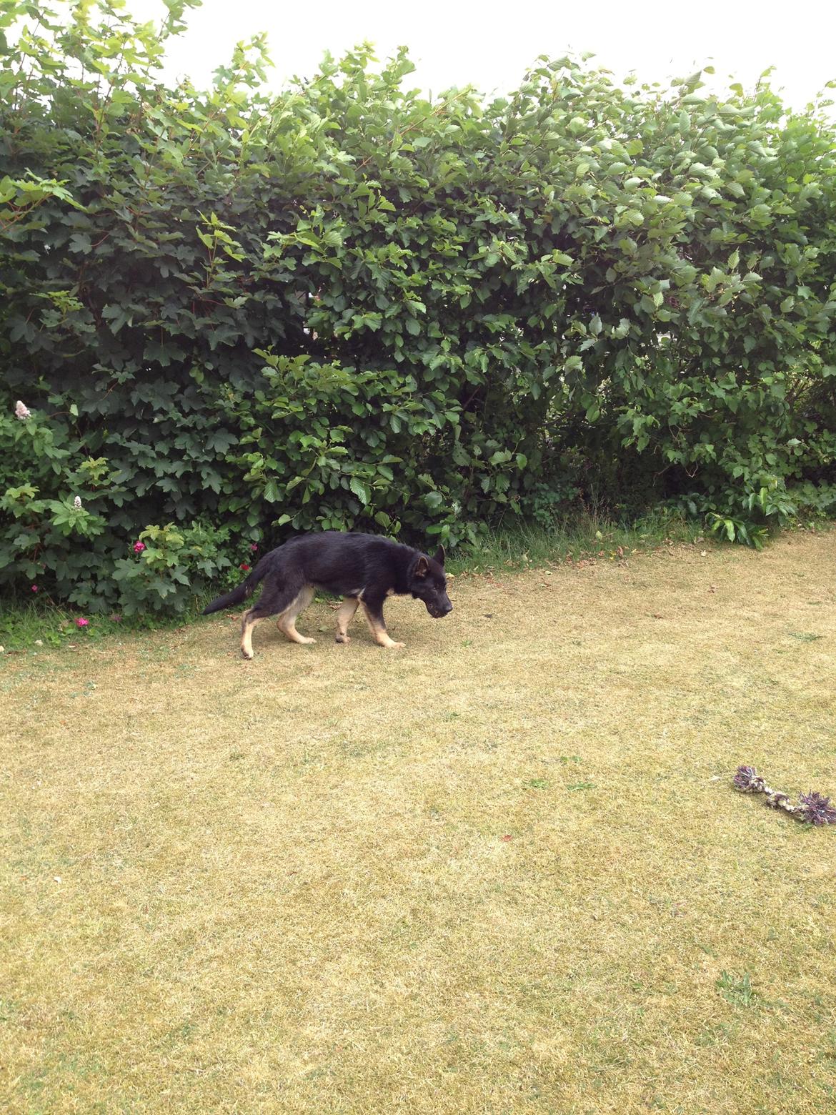 Schæferhund Abardi Ocean billede 3