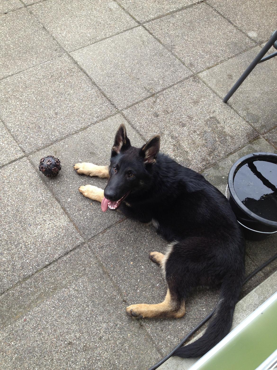 Schæferhund Abardi Ocean billede 4