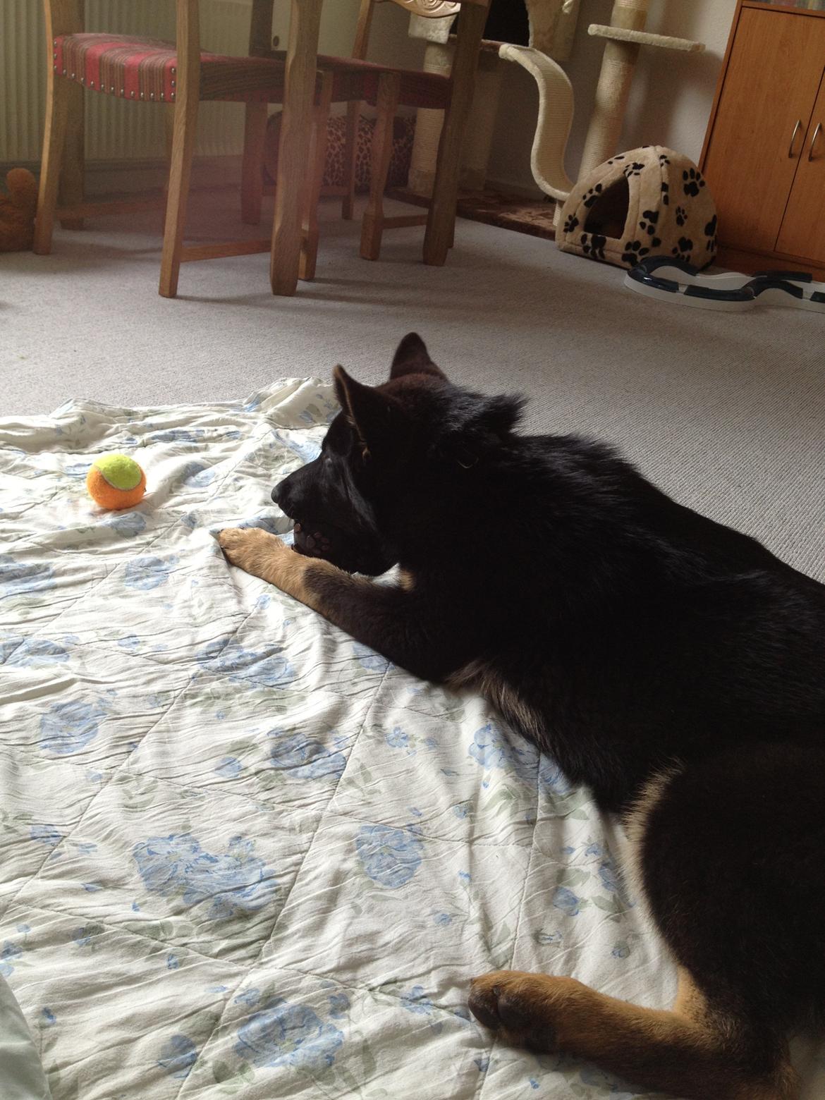 Schæferhund Abardi Ocean billede 5