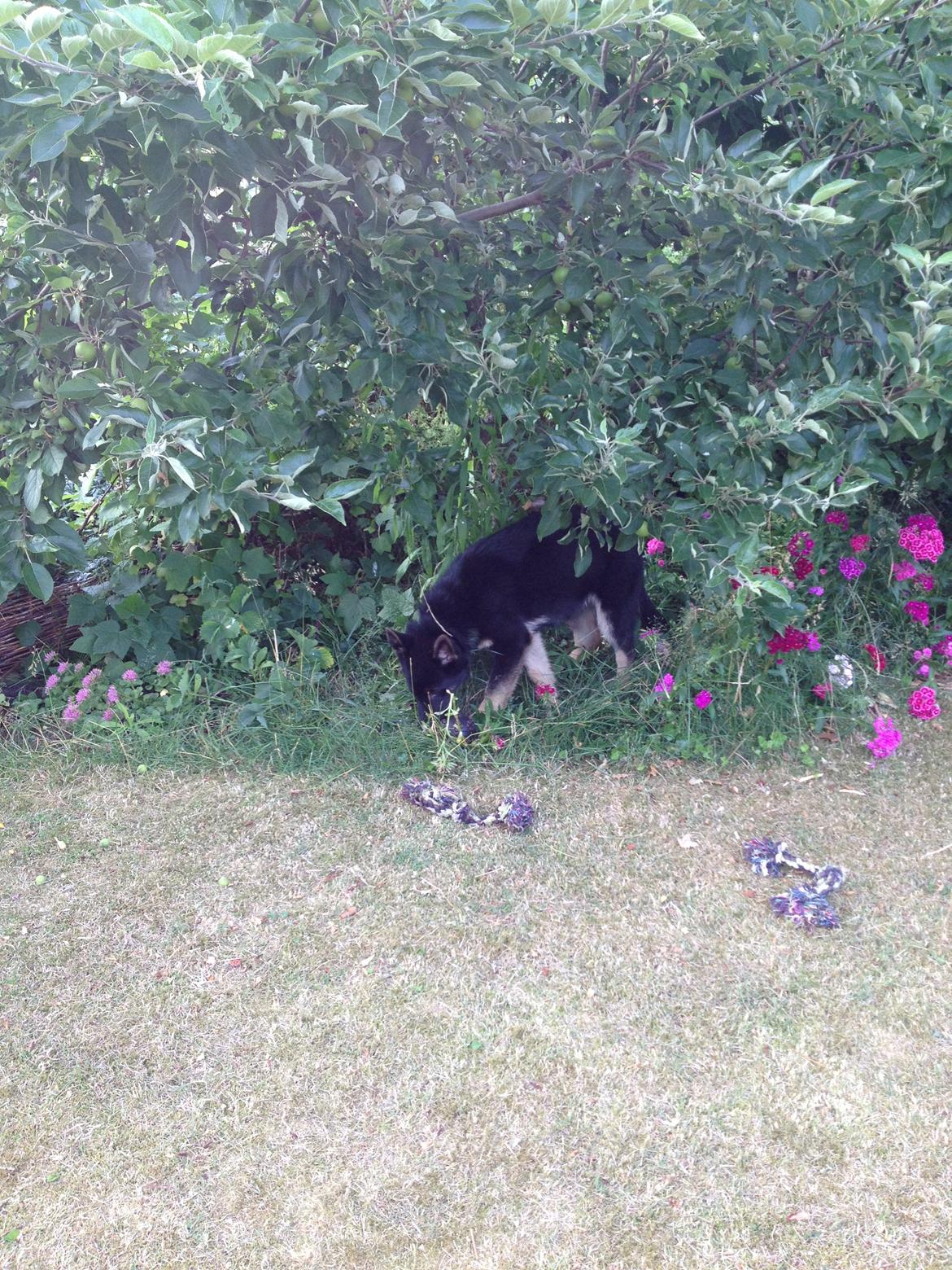 Schæferhund Abardi Ocean - Han elsker at finde jordbær :) billede 6