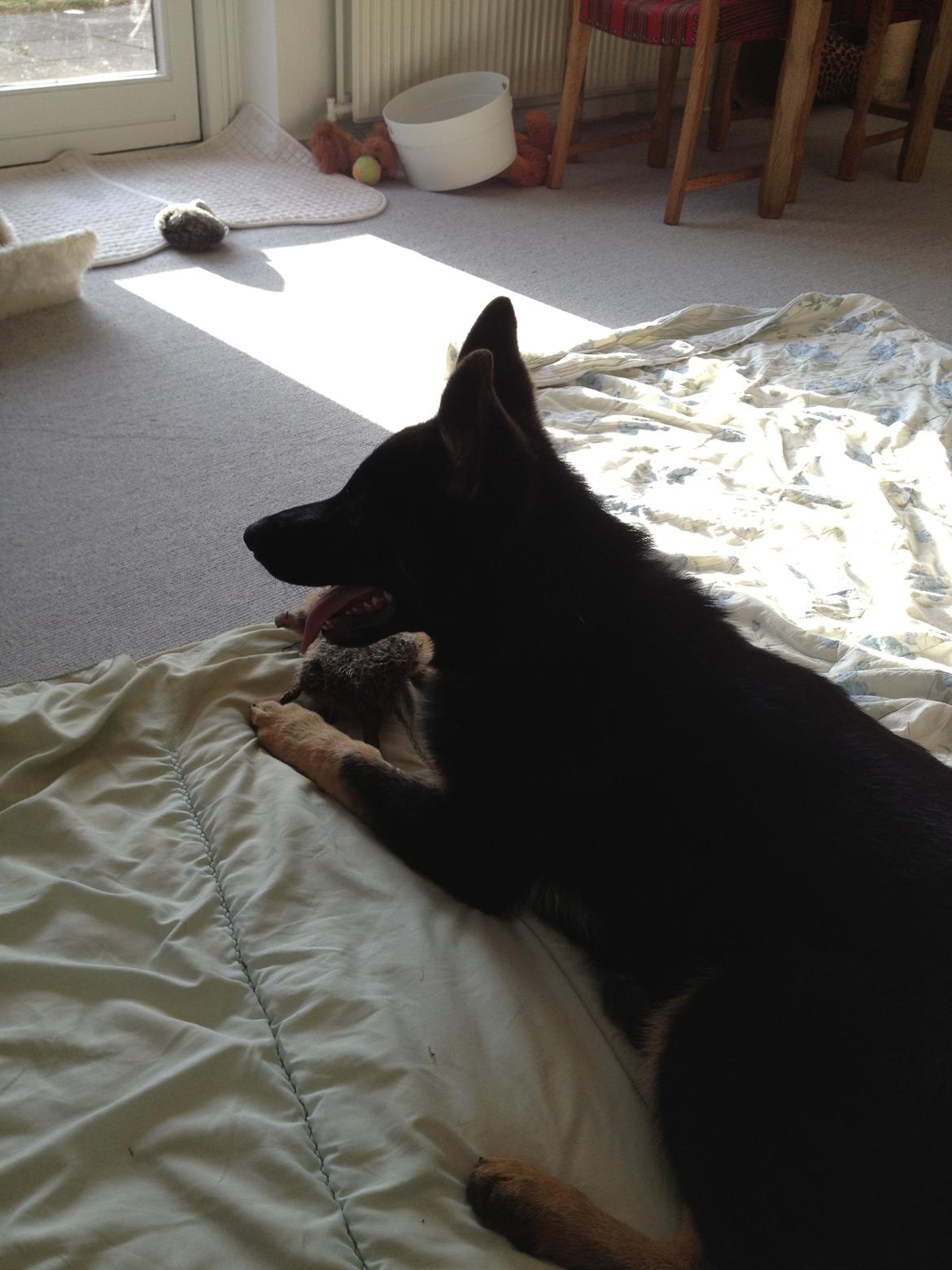 Schæferhund Abardi Ocean billede 7