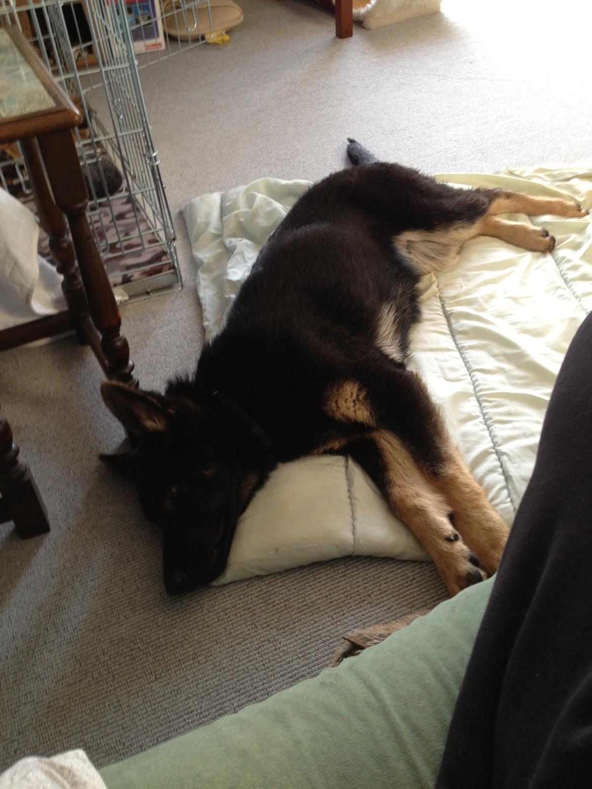 Schæferhund Abardi Ocean - Det er hårdt at flytte billede 8