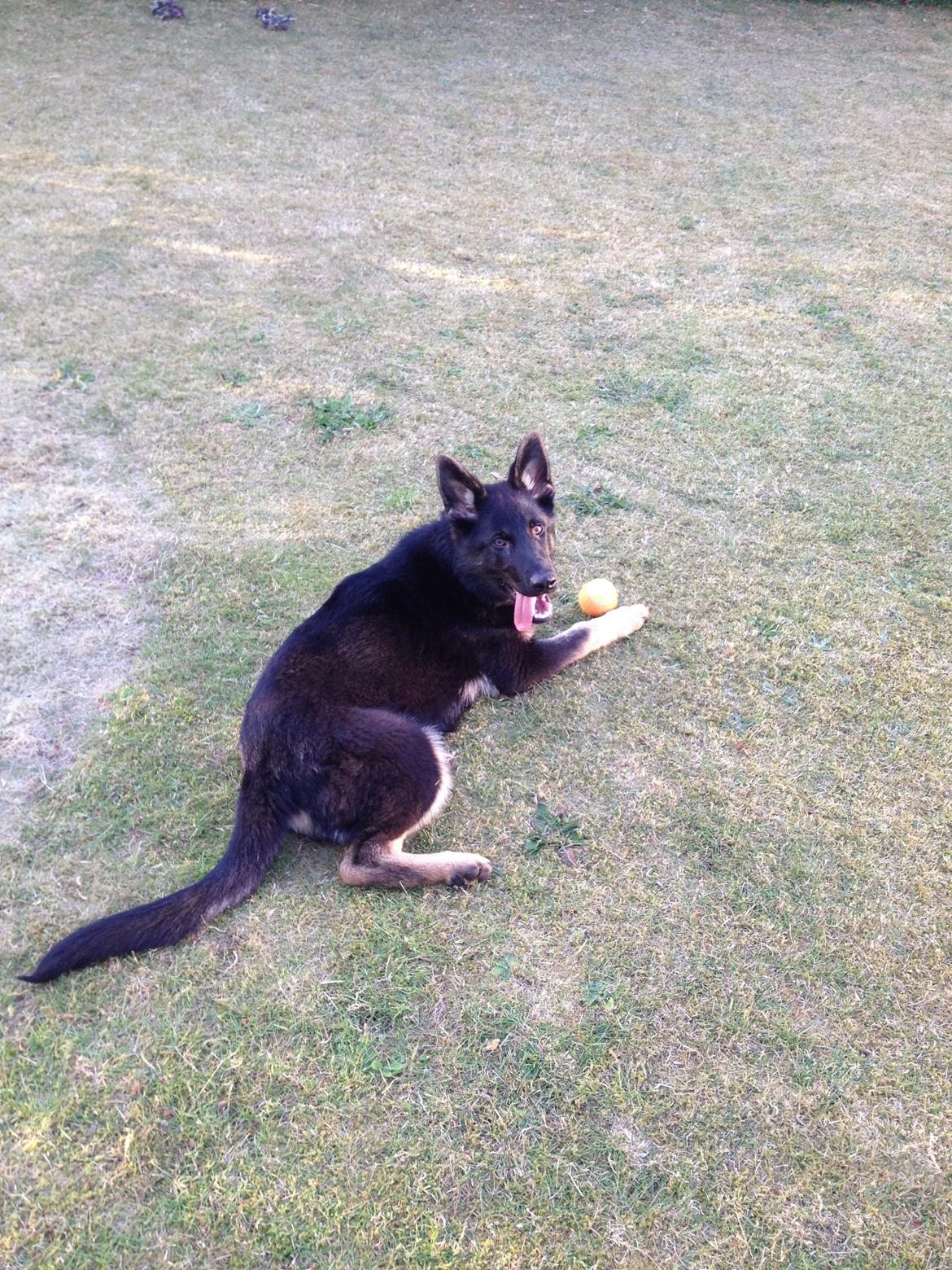 Schæferhund Abardi Ocean billede 9