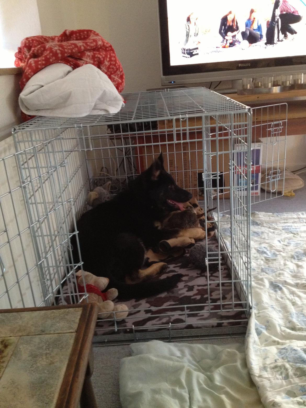 Schæferhund Abardi Ocean - Han elsker sit bur billede 10