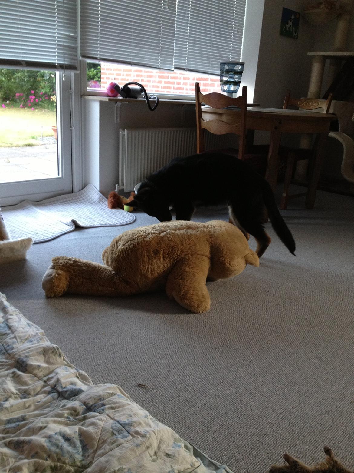 Schæferhund Abardi Ocean billede 11