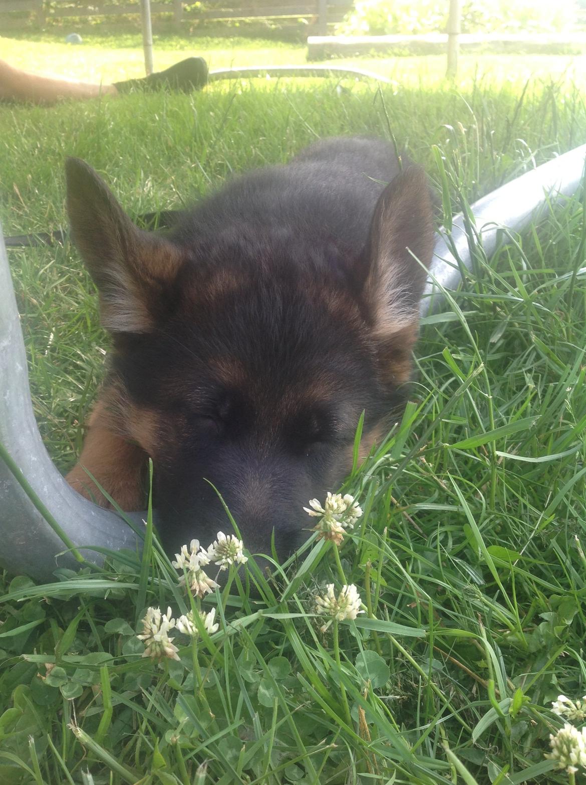 Schæferhund Nørrehedens Ico billede 1