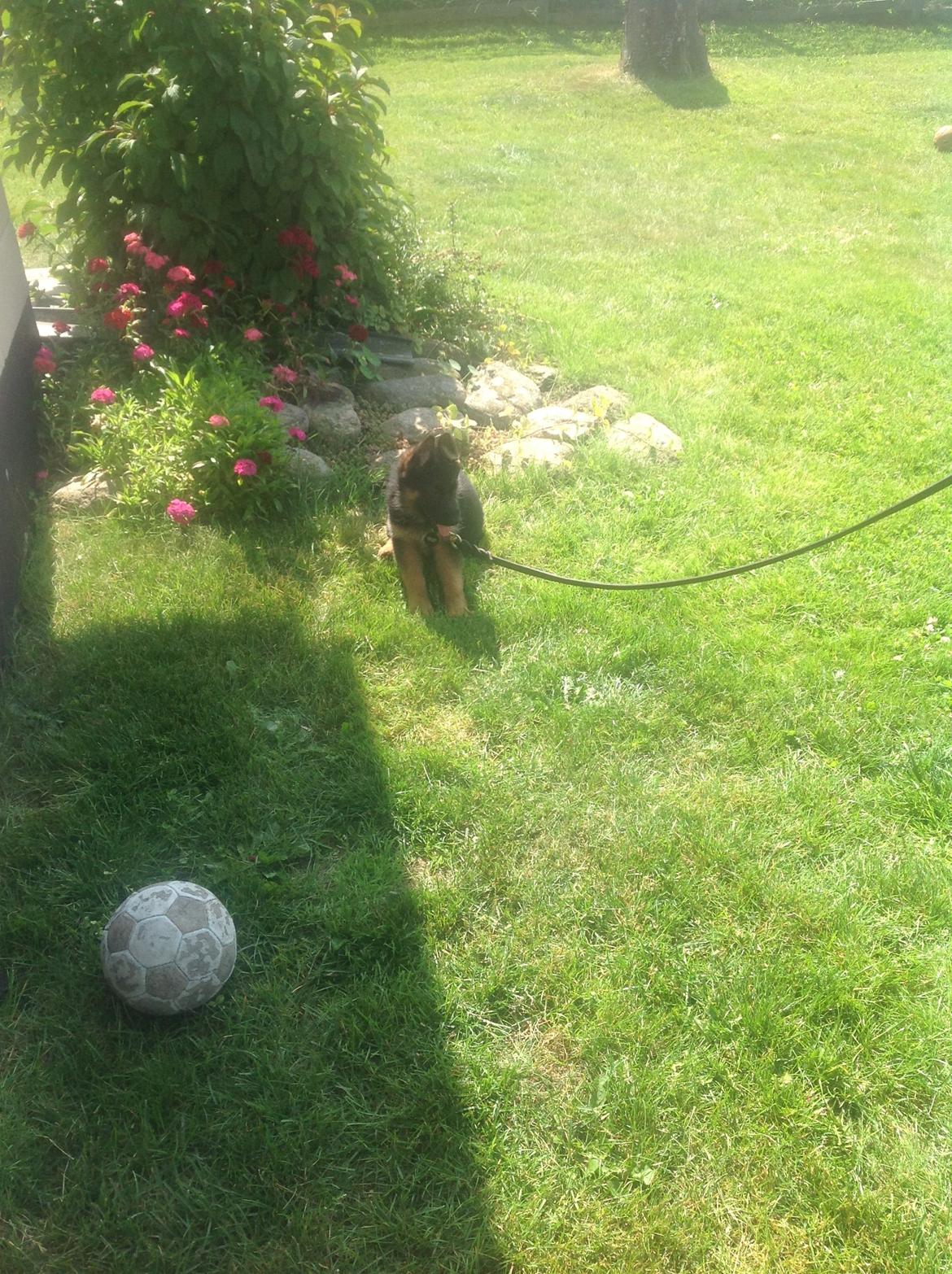 Schæferhund Nørrehedens Ico billede 2